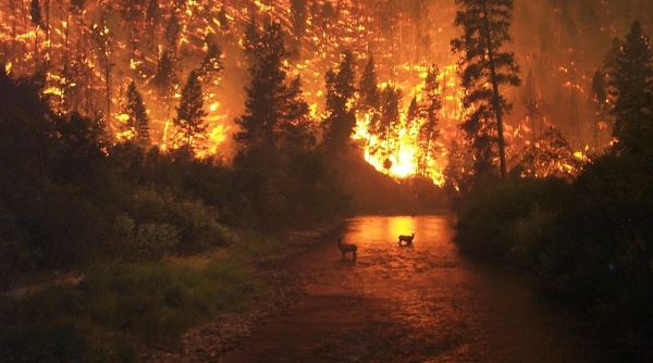 Более миллиона гектаров леса сгорело в Якутии