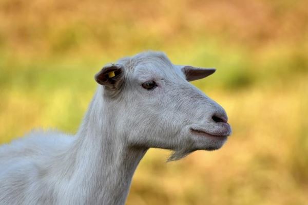 Не отморозить козе уши: молочное козоводство в США с точки зрения практиков и теоретиков