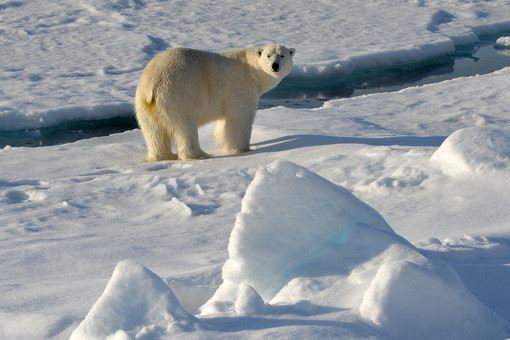Россия и США будут сотрудничать на климатическом направлении в Арктике