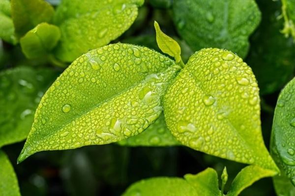 Водоросли могут спасти растения от засухи