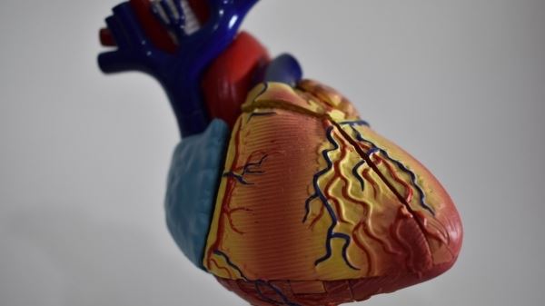 Французская компания Carmat совершила первую продажу искусственного сердца