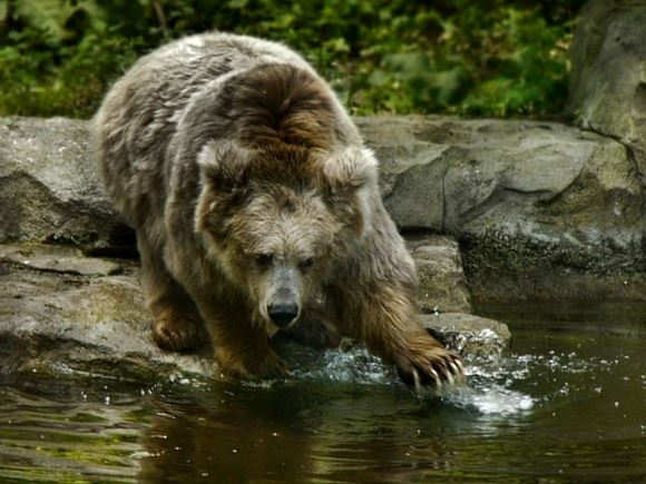 Московские туристы рассказали, как медведь съел их товарища в сибирском заповеднике